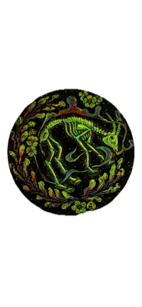 an image of a skeleton on a black background